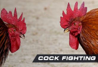 Cock